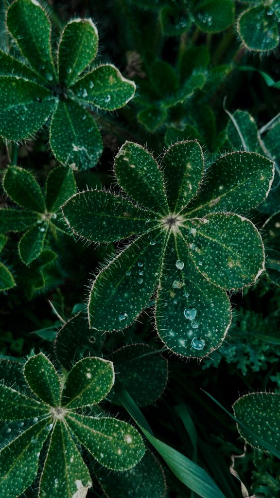 A vibrant close-up of green plant leaves with dewdrops, showcasing texture and freshness.